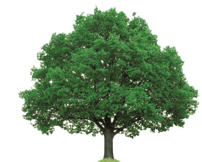 baum